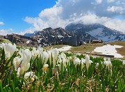 66 Crocus con vista in Baita Campo e Arera